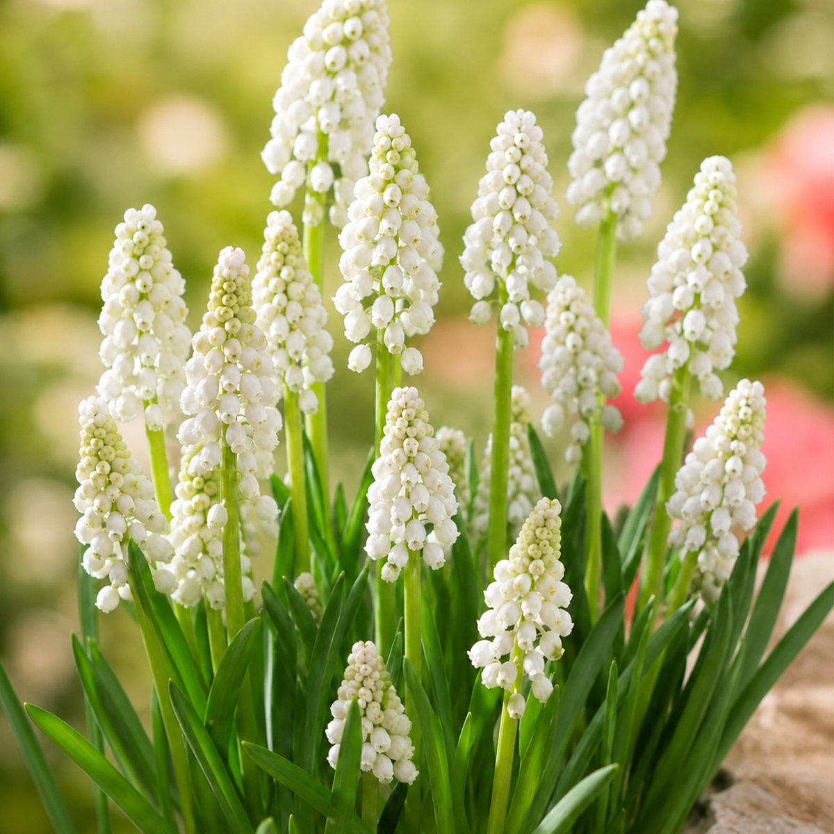 Muscari Bloembollen (per 20 stuks)