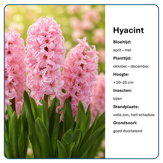 Hyacint Bloembollen (per 20 stuks)