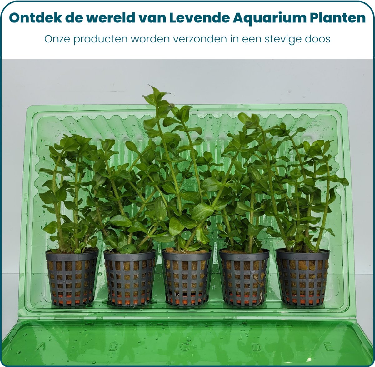 Plantenset – Bacopa
