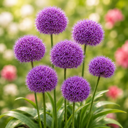 Alliumbollen (per 20 stuks)