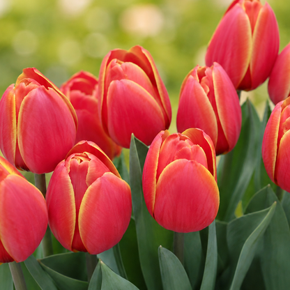 Tulpen Bloembollen (per 20 stuks)