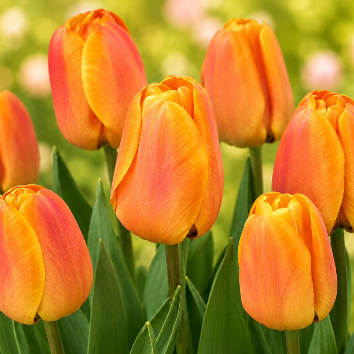 Tulpen Bloembollen (per 20 stuks)