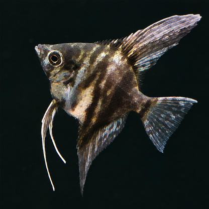 Maanvis Marble (Pterophyllum scalare)