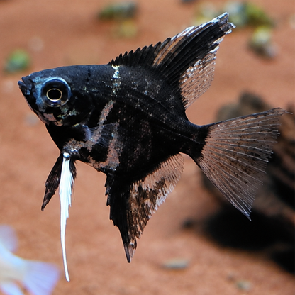 Maanvis Marble (Pterophyllum scalare)