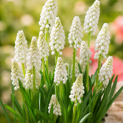 Muscari Bloembollen (per 20 stuks)