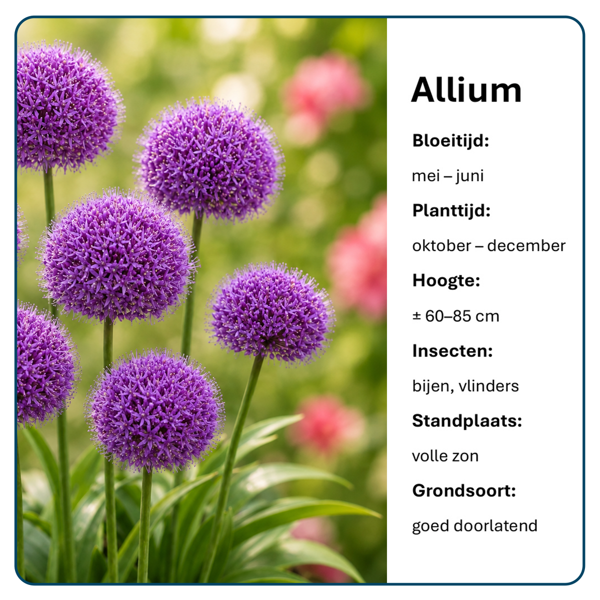 Alliumbollen (per 20 stuks)