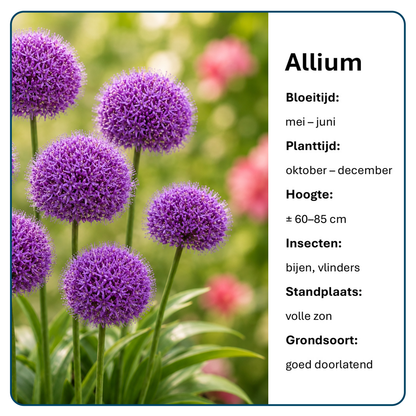 Alliumbollen (per 20 stuks)