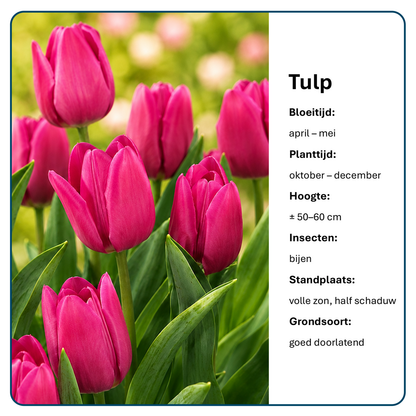 Tulpen Bloembollen (per 20 stuks)