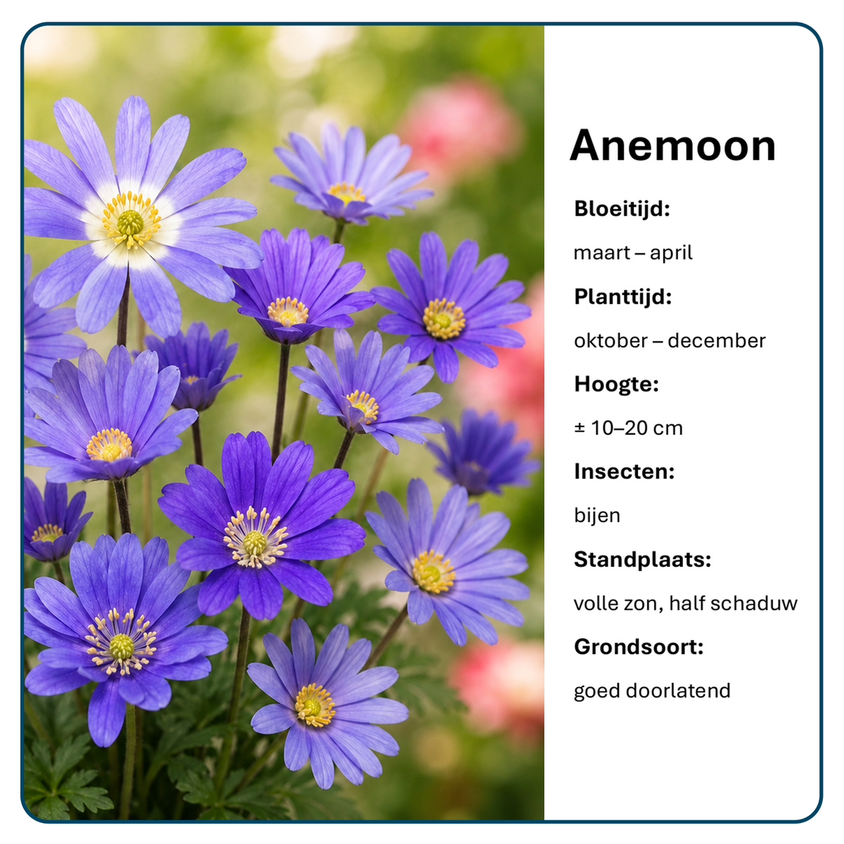 Anemoonbollen (per 20 stuks)
