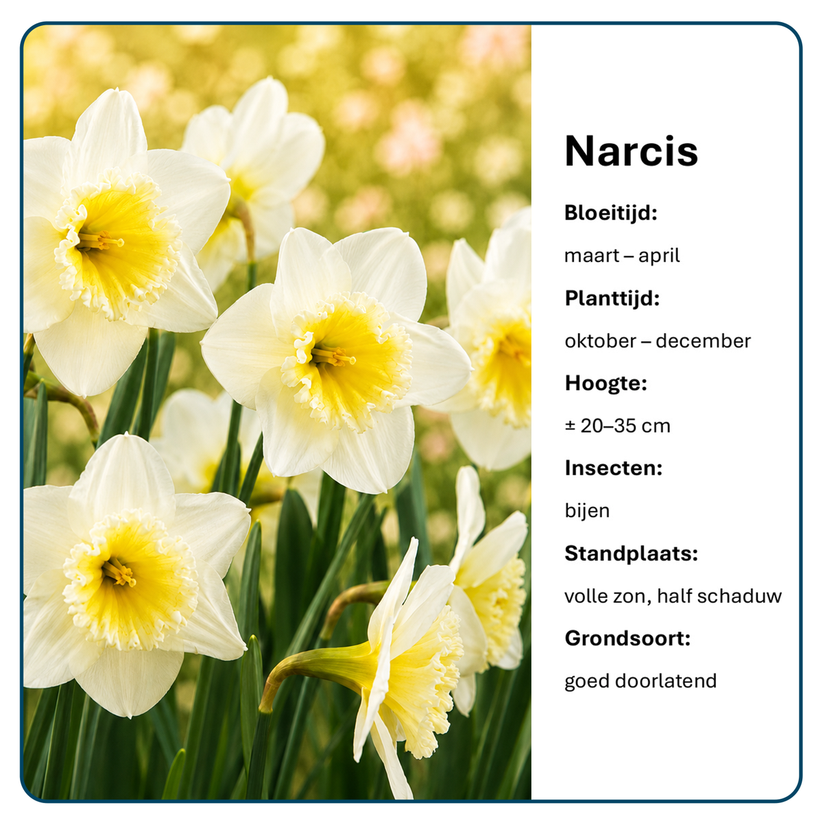 Narcissen Bloembollen (per 20 stuks)