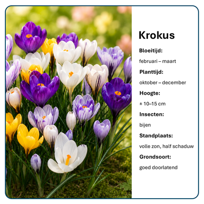Krokus Bloembollen (per 20 stuks)