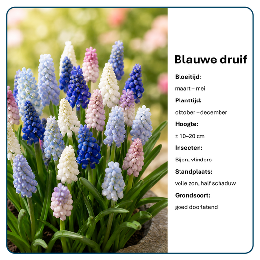 Muscari Bloembollen (per 20 stuks)