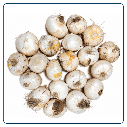 Alliumbollen (per 20 stuks)
