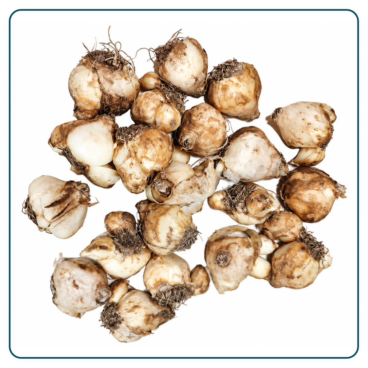 Muscari Bloembollen (per 20 stuks)