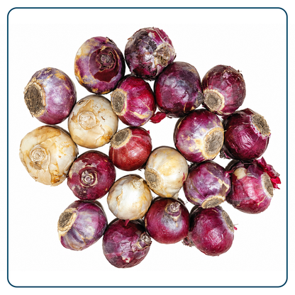 Hyacint Bloembollen (per 20 stuks)