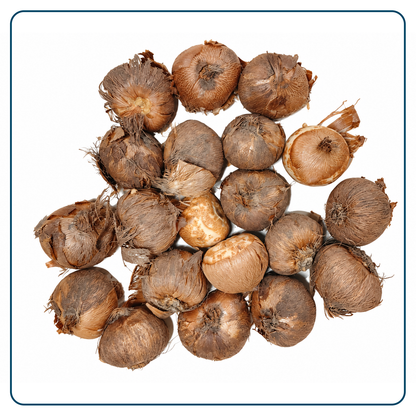 Krokus Bloembollen (per 20 stuks)