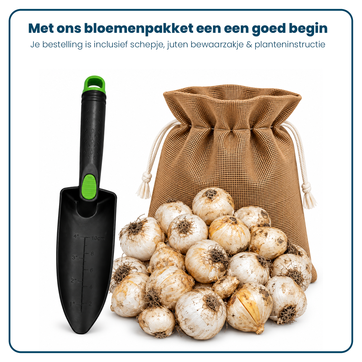 Alliumbollen (per 20 stuks)