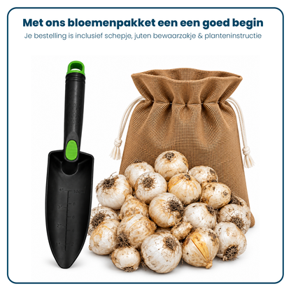Alliumbollen (per 20 stuks)