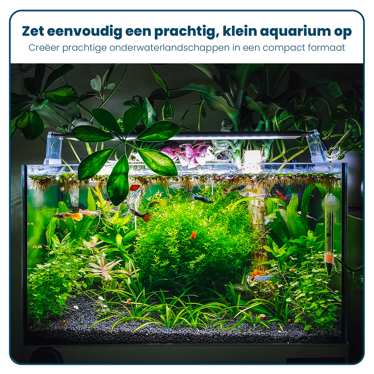 Aquarium Volglas - Rechthoekig