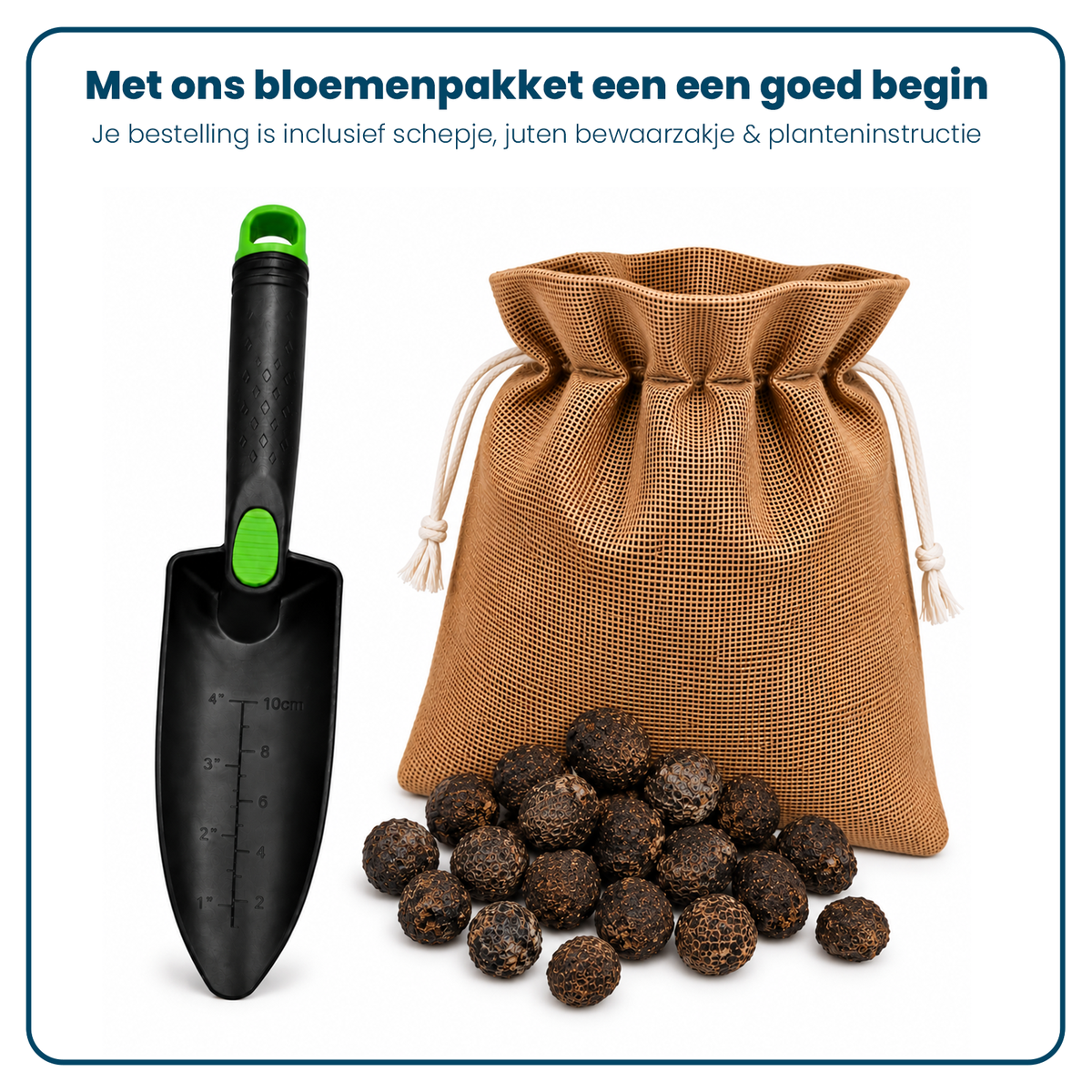 Anemoonbollen (per 20 stuks)