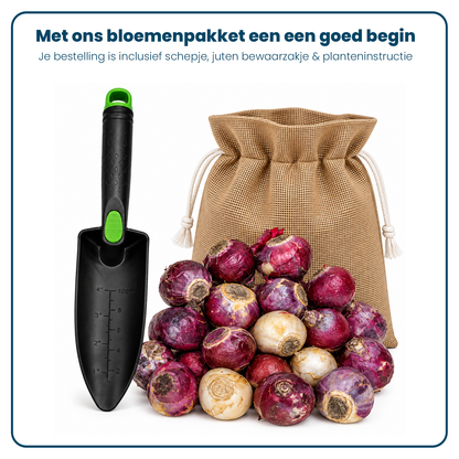Hyacint Bloembollen (per 20 stuks)