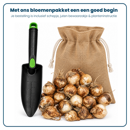 Narcissen Bloembollen (per 20 stuks)