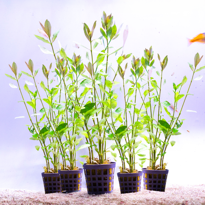 Plantenset – Hygrophila Polysperma