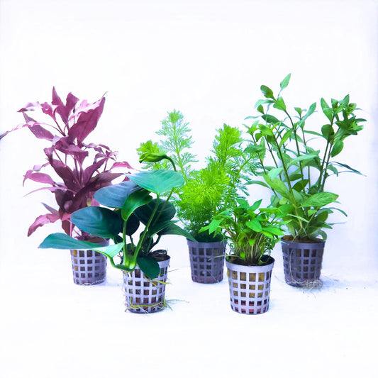 Plantenset - Mix 5