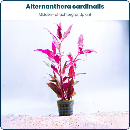Plantenset - Mix 5