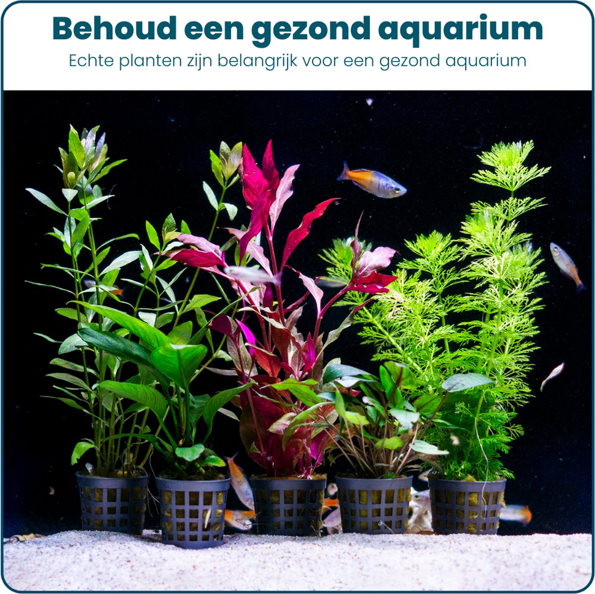 Plantenset – Microsorum pteropus