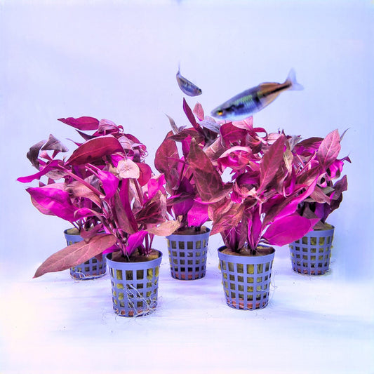 Plantenset - Alternanthera cardinalis