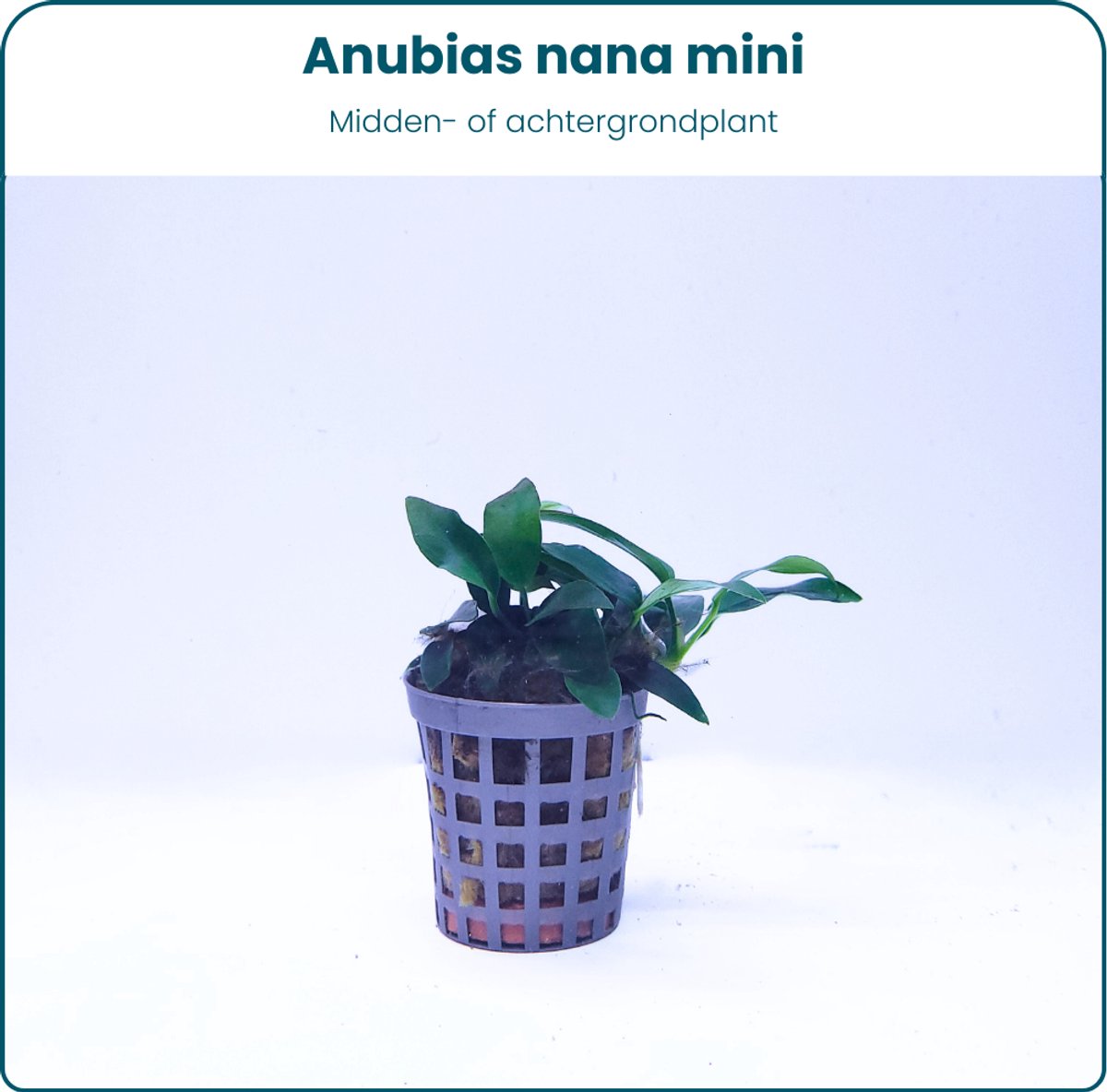 Plantenset – Anubias