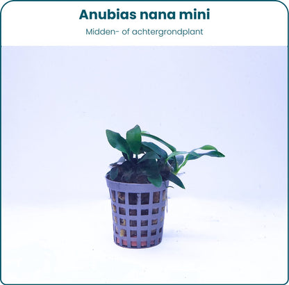 Plantenset – Anubias