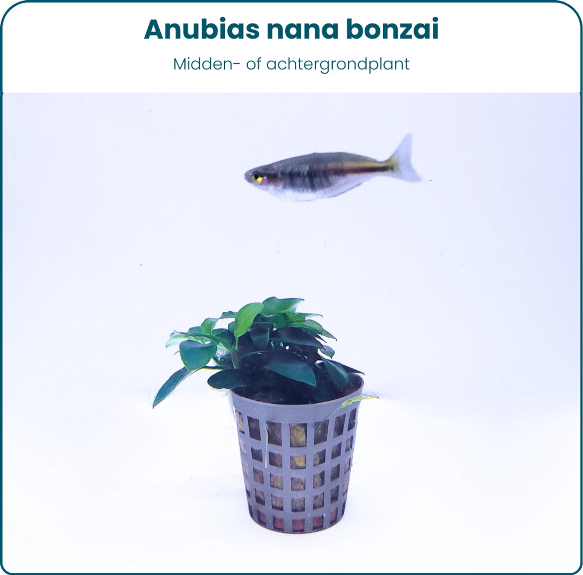 Plantenset – Anubias