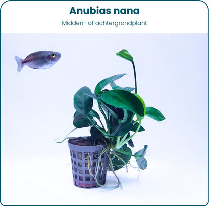 Plantenset – Anubias