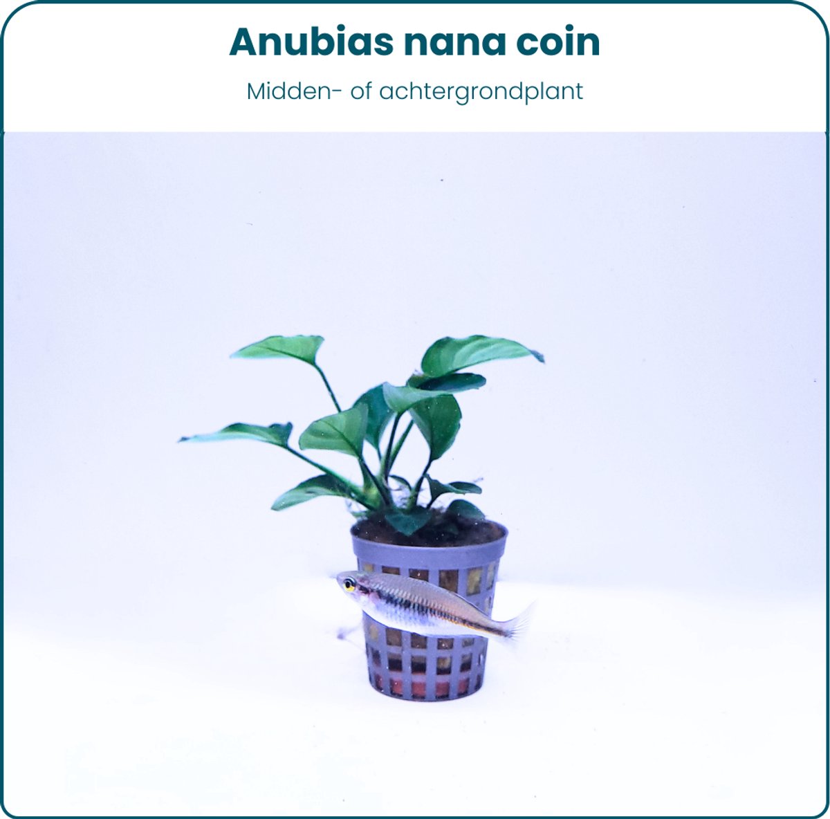 Plantenset – Anubias