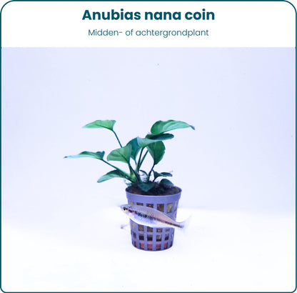 Plantenset – Anubias