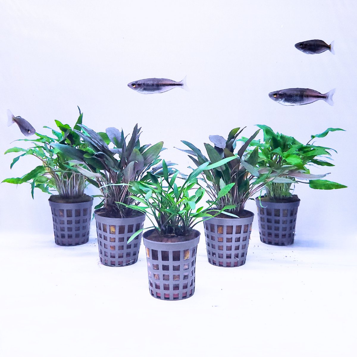 Plantenset - Cryptocoryne