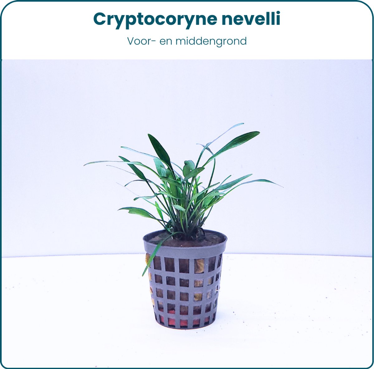 Plantenset - Cryptocoryne