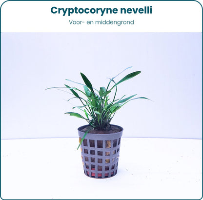 Plantenset - Cryptocoryne