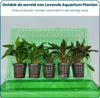 Plantenset - Cryptocoryne