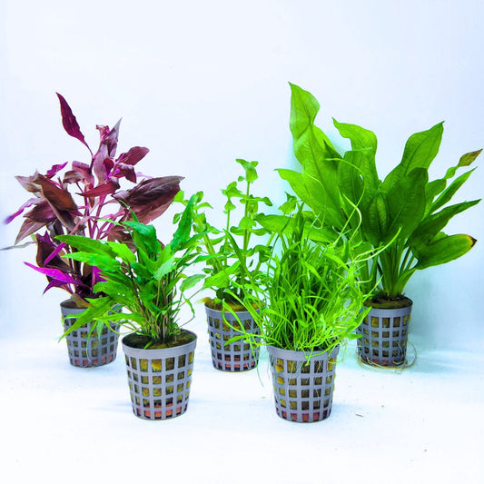 Plantenset – Mix 2