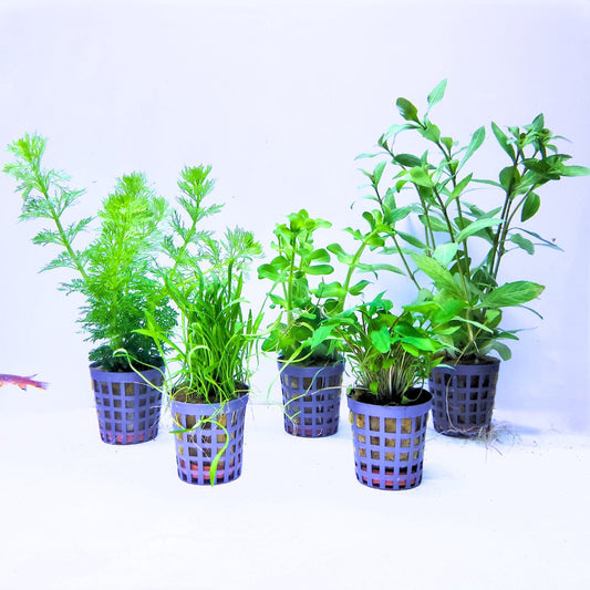 Plantenset - Mix 4