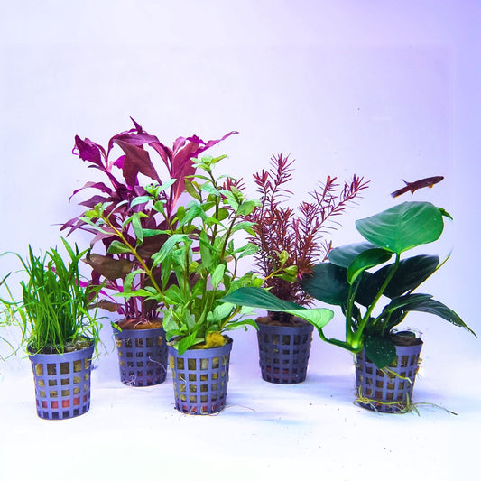 Plantenset - Mix 1