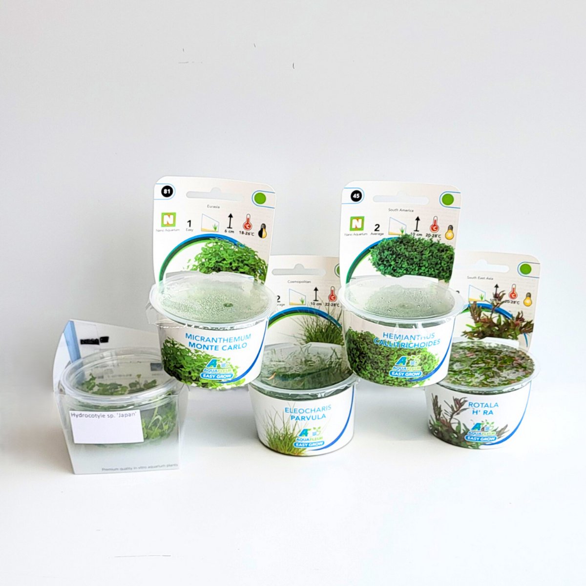 Plantenset - In Vitro