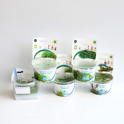Plantenset - In Vitro