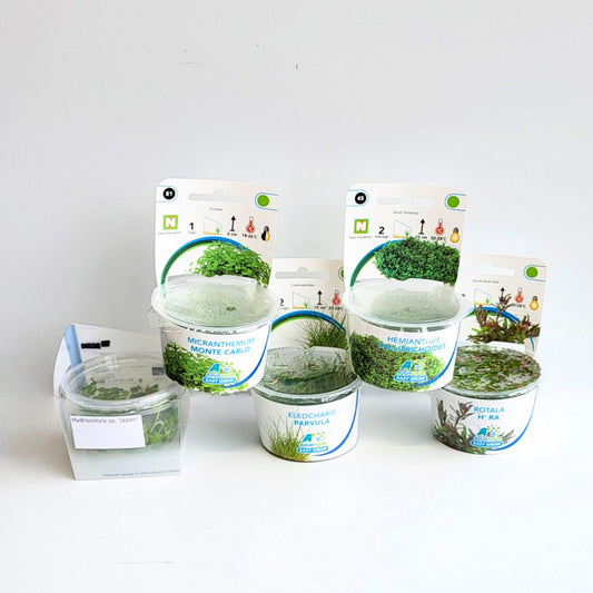 Plantenset - In Vitro