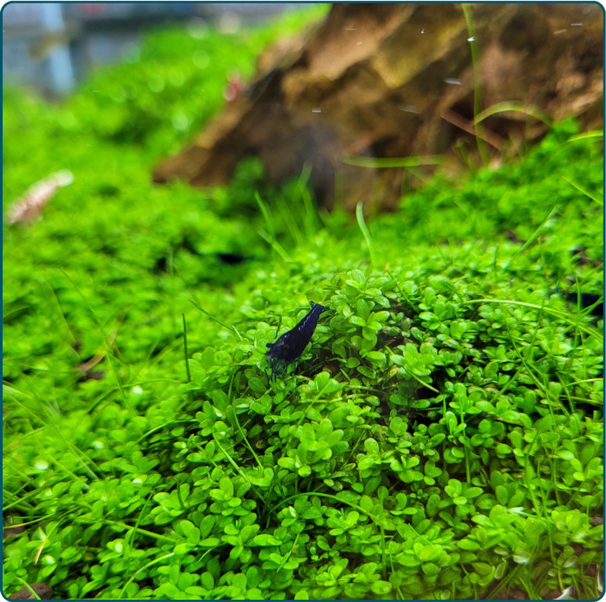 Plantenset - In Vitro