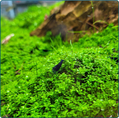 Plantenset - In Vitro