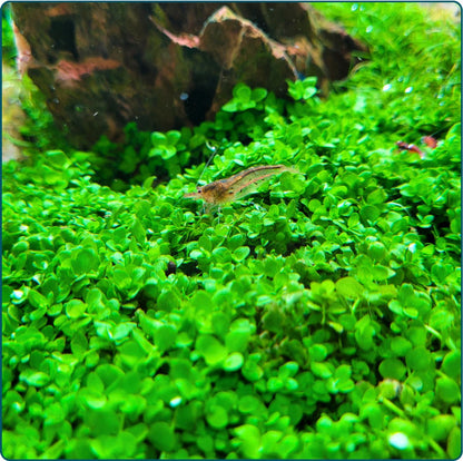 Plantenset - In Vitro
